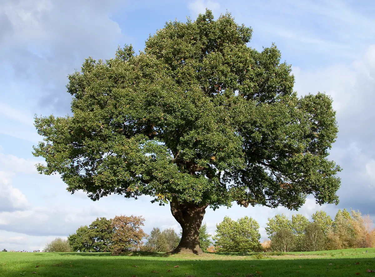 Oak tree is poisonous to horses