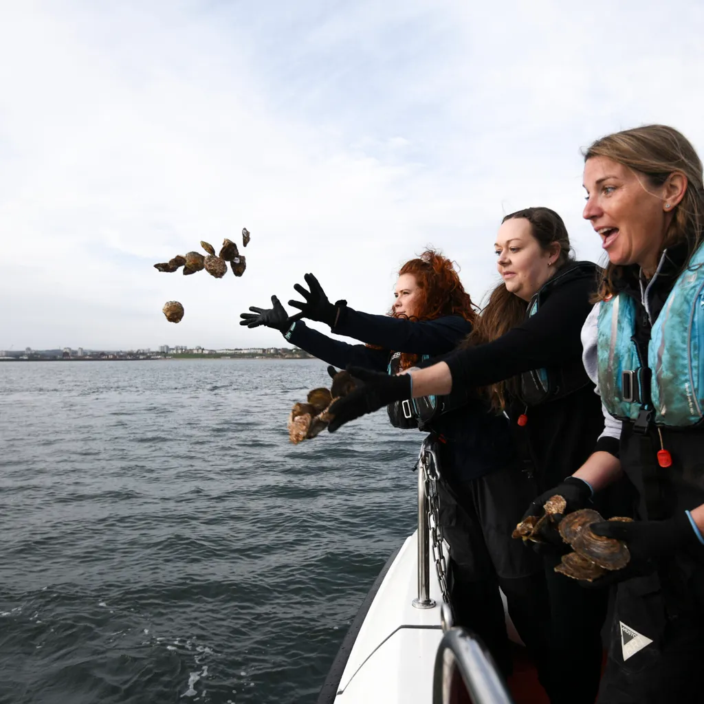 Marine conservationists and local volunteers ready mature native oysters for release onto the newly created reef