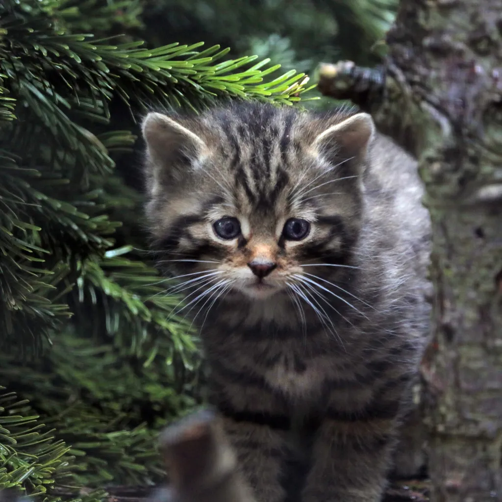 A wildcat kitten