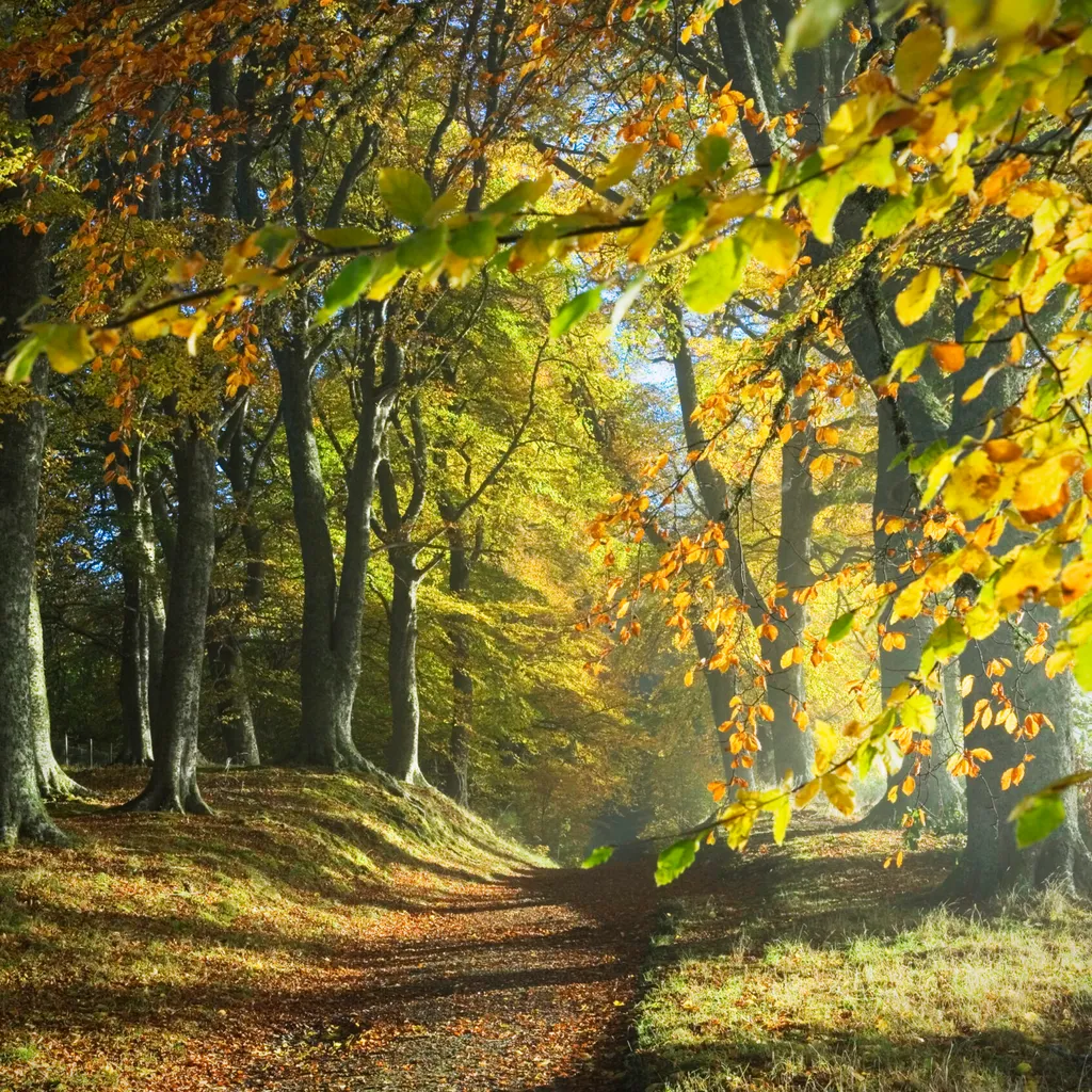 Dirt track through colourful autumn woodland with dappled sunlight