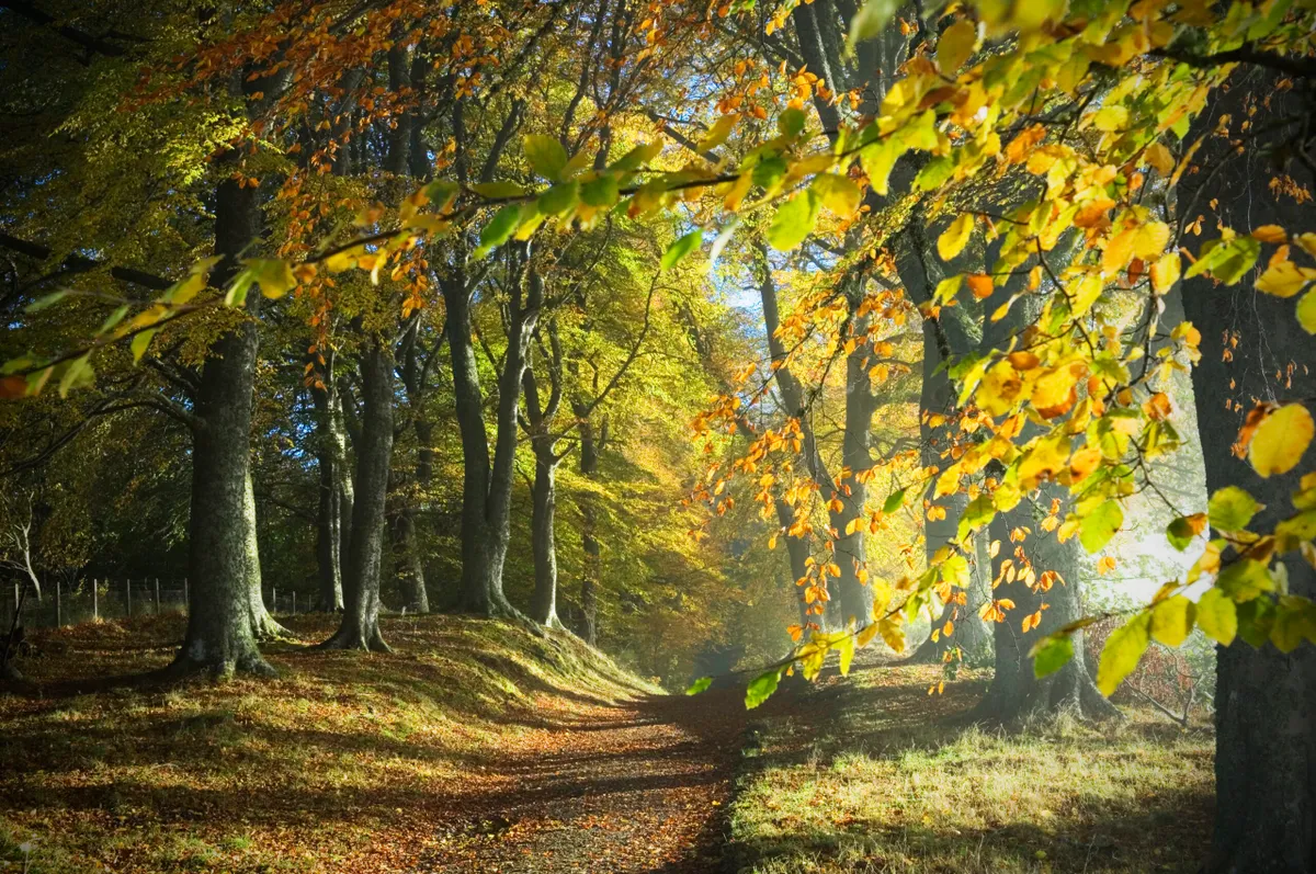 Dirt track through colourful autumn woodland with dappled sunlight