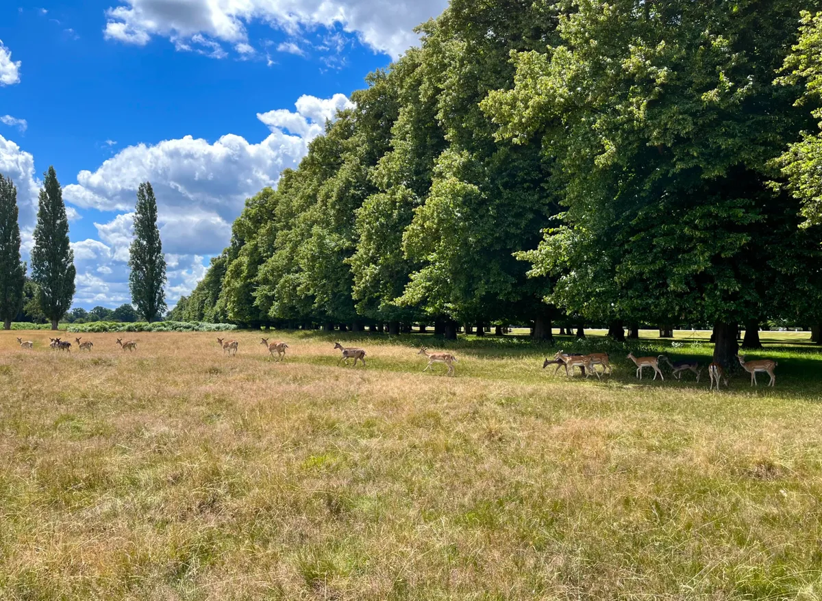 Trees and deer at Bushy Park in London