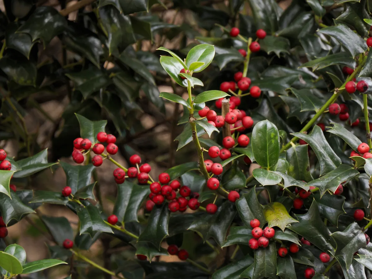Butcher's broom are one of the UK's most poisonous berries
