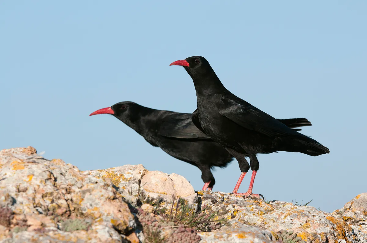 A pair of red-billed choughs