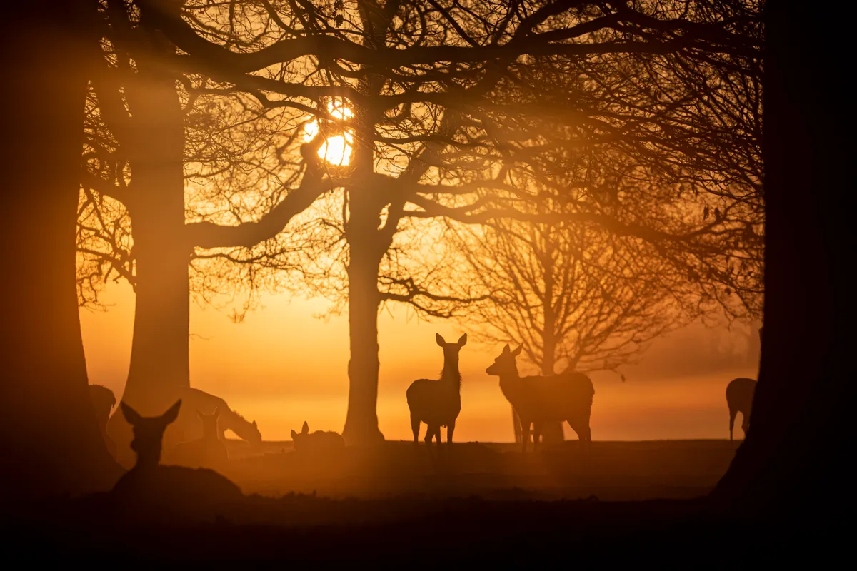 Early morning misty sunrise at Bushy Park in London with deer