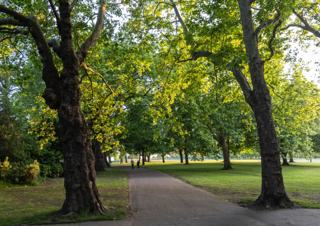 Finsbury Park trees