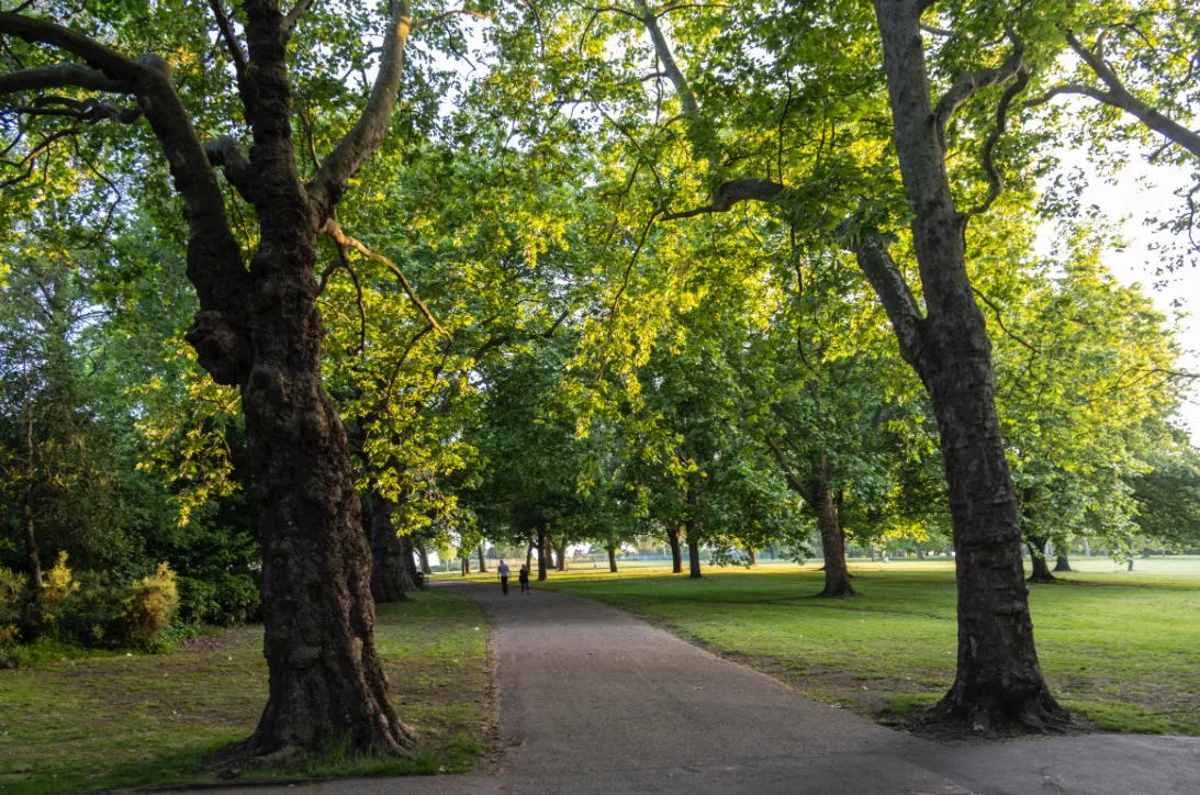Finsbury Park trees