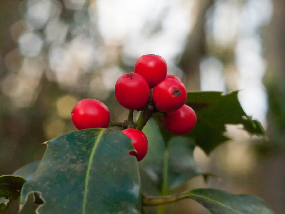 red holly berry bunch close up