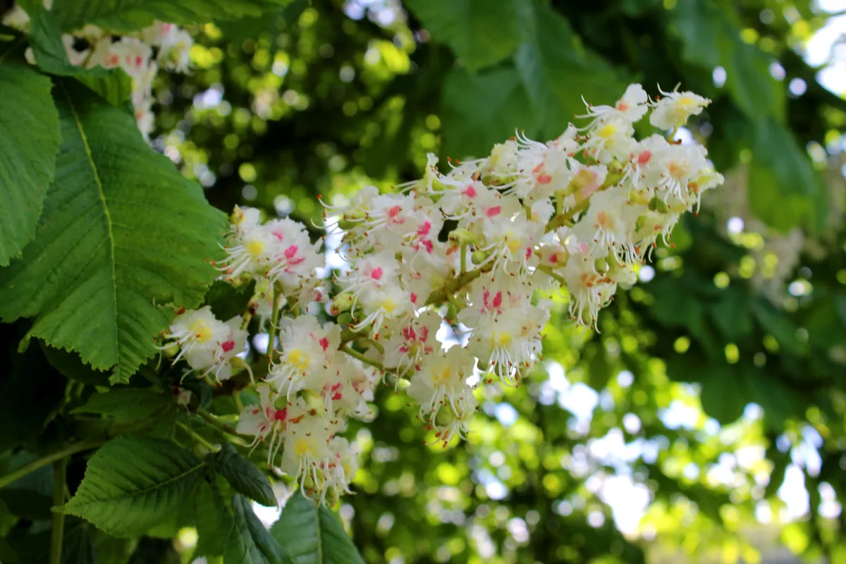 Horse chesnut flowers