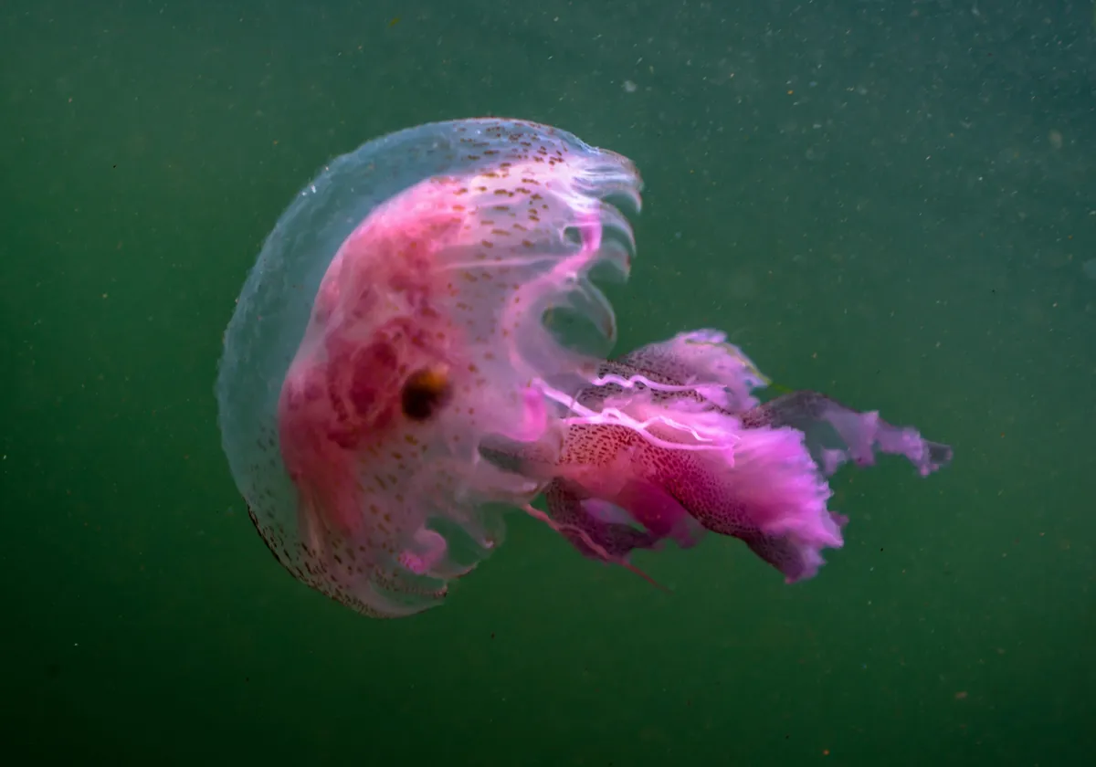 Mauve stinger jellyfish in water