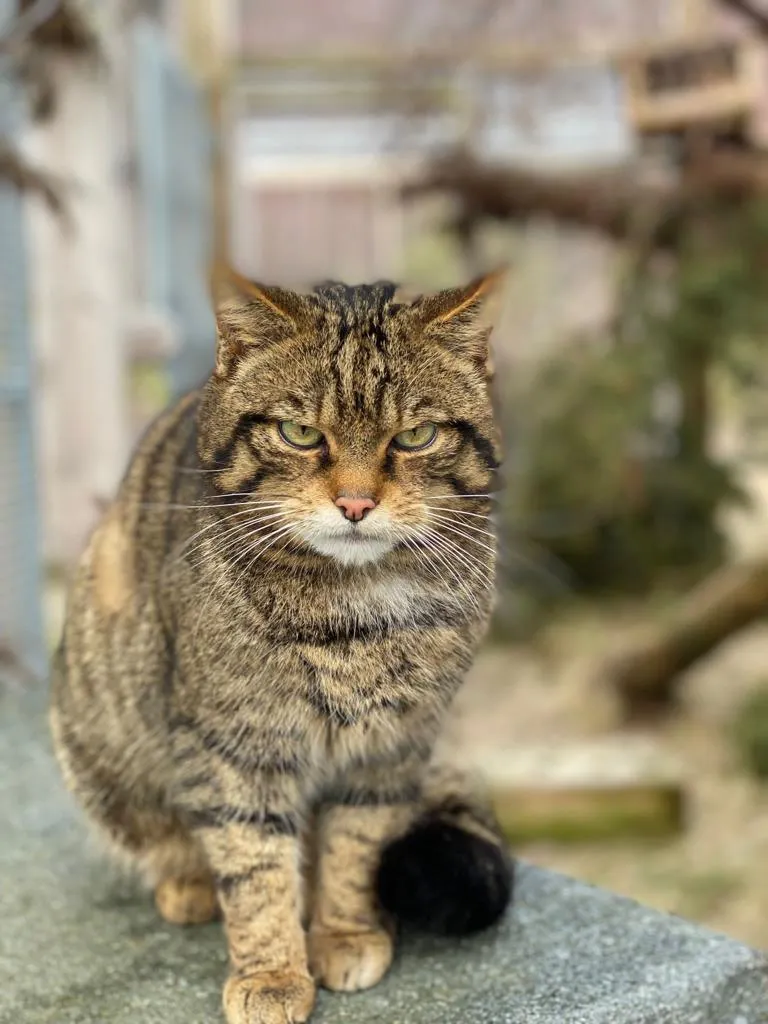A Scottish wildcat in captivity