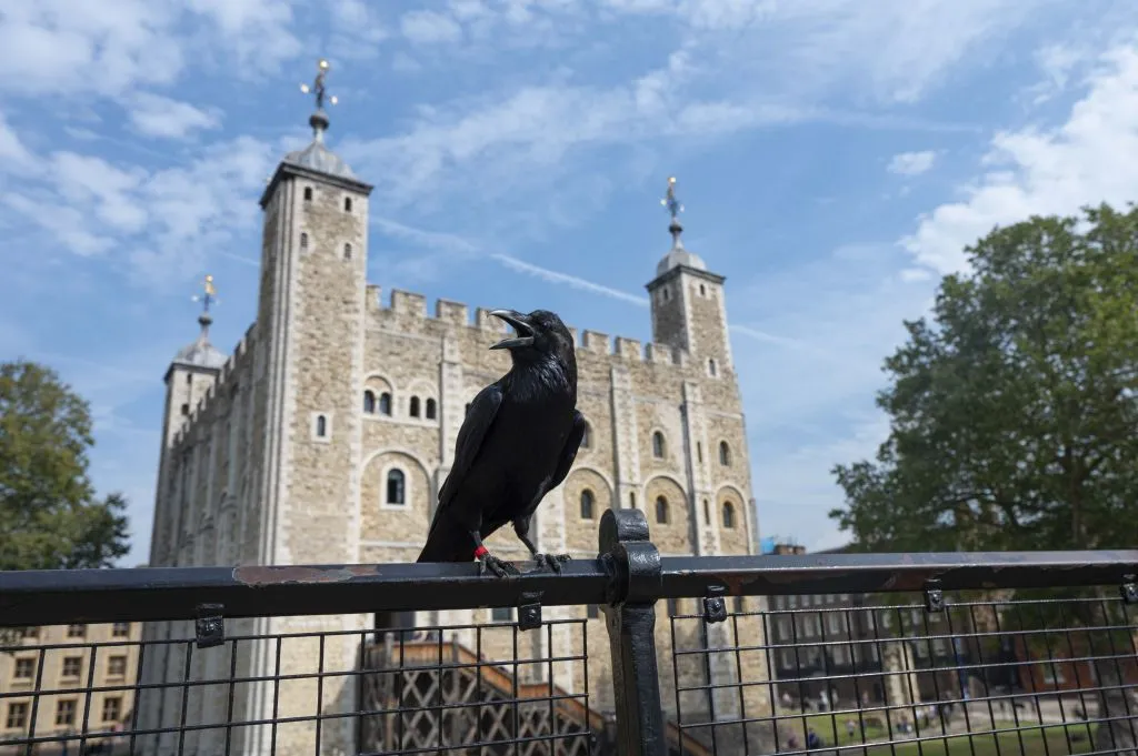 Raven at Tower of London