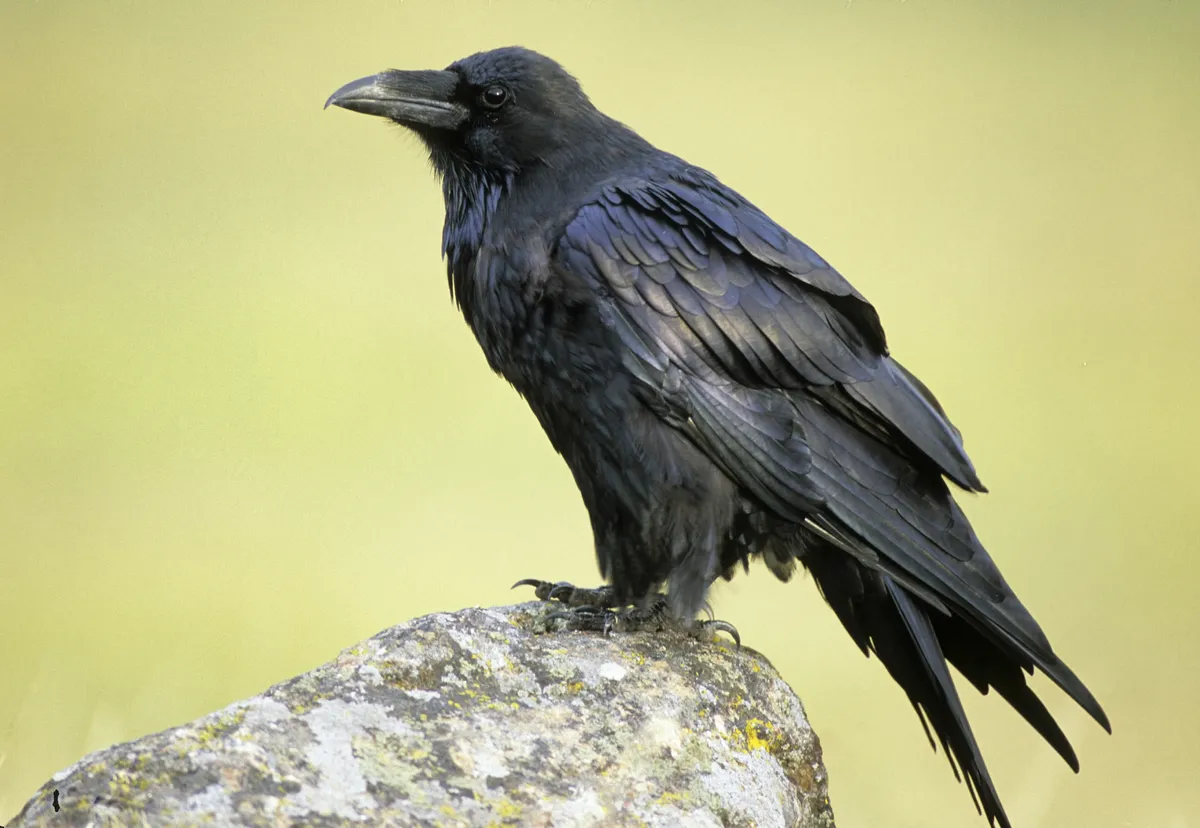 What do ravens eat