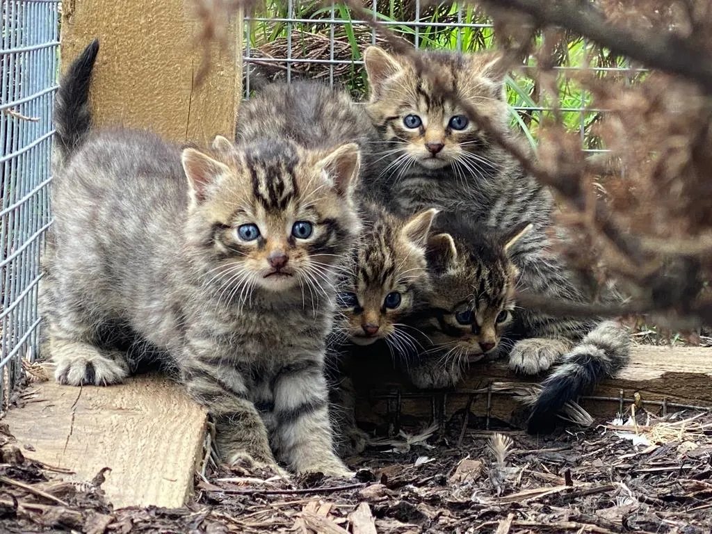 Wildcat kittens looking at camera