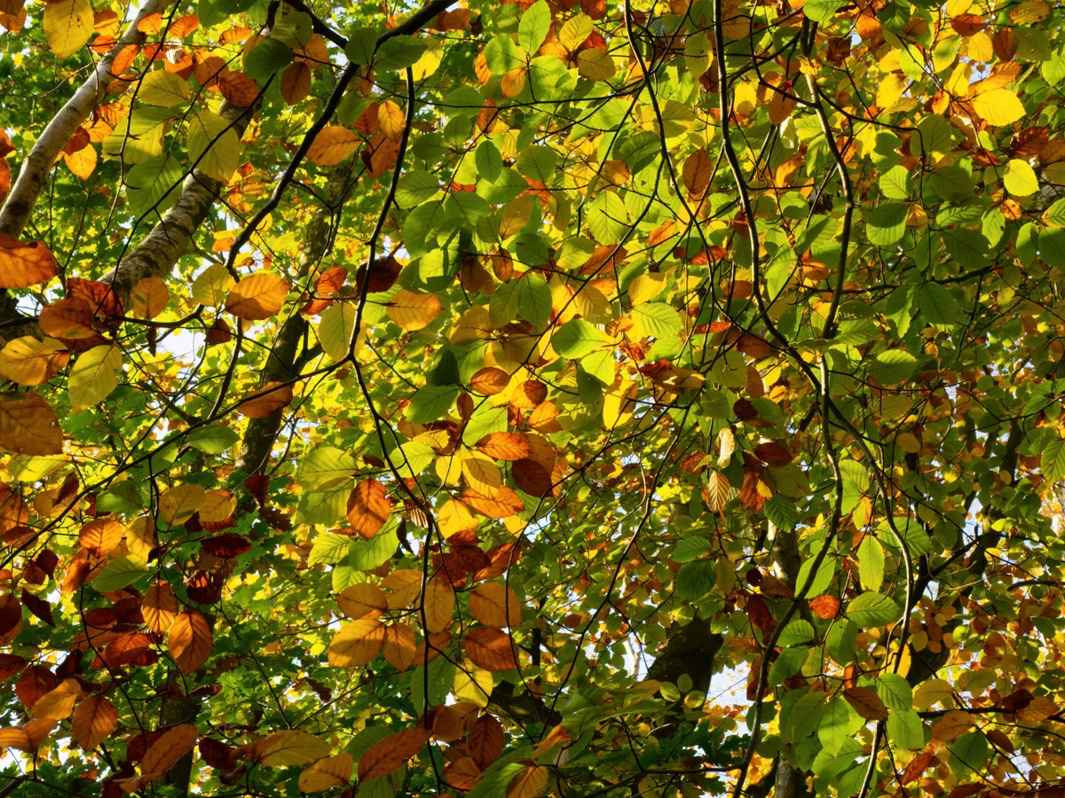 Silver birch leaves in autumn