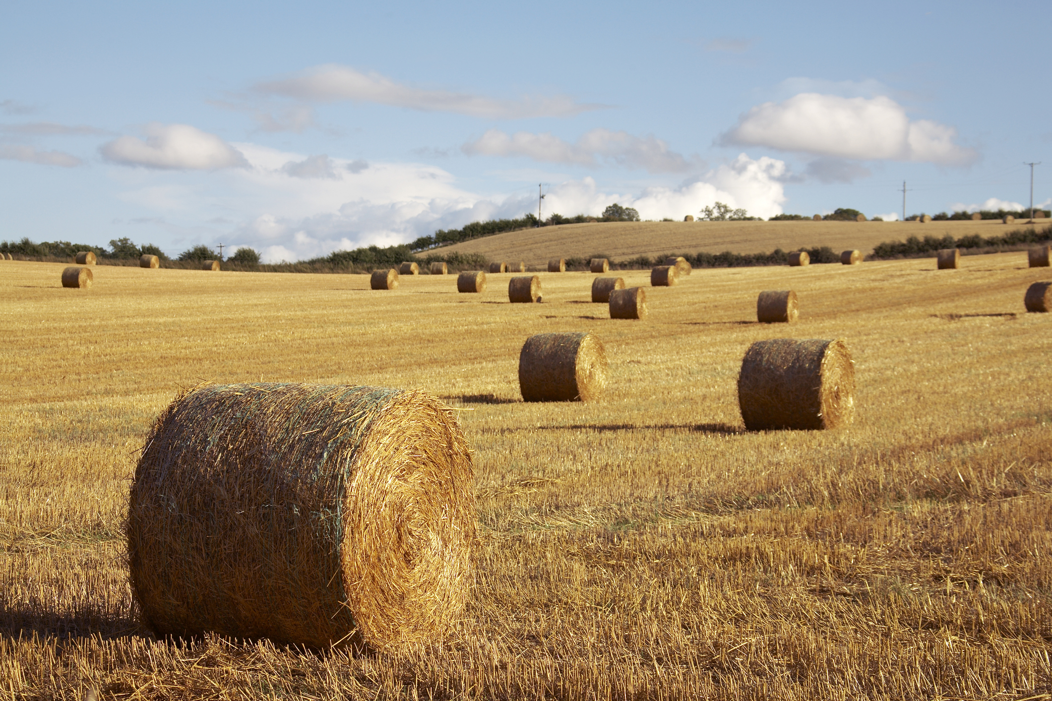 What is hay? And how is it made? -  What is hay?