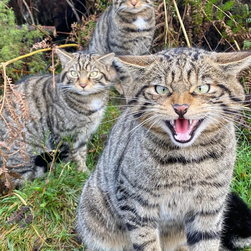 Three young wildcats
