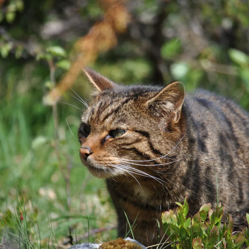 A wildcat stalks through the grass