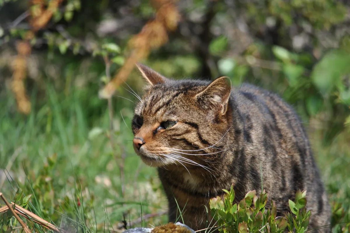 A wildcat stalks through the grass