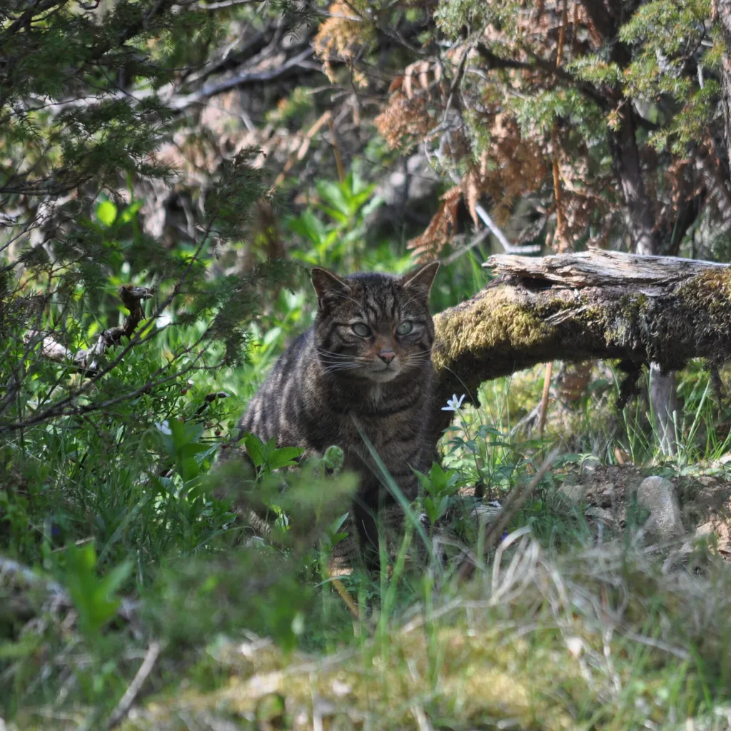 A wildcat in the woods
