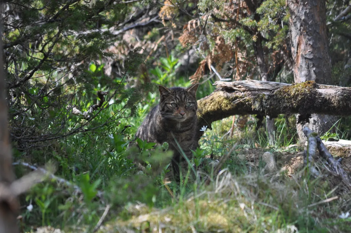 A wildcat in the woods