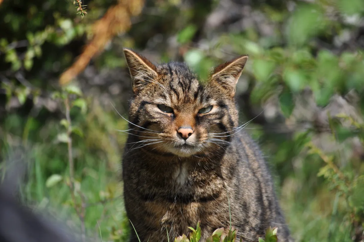 Close up of wildcat