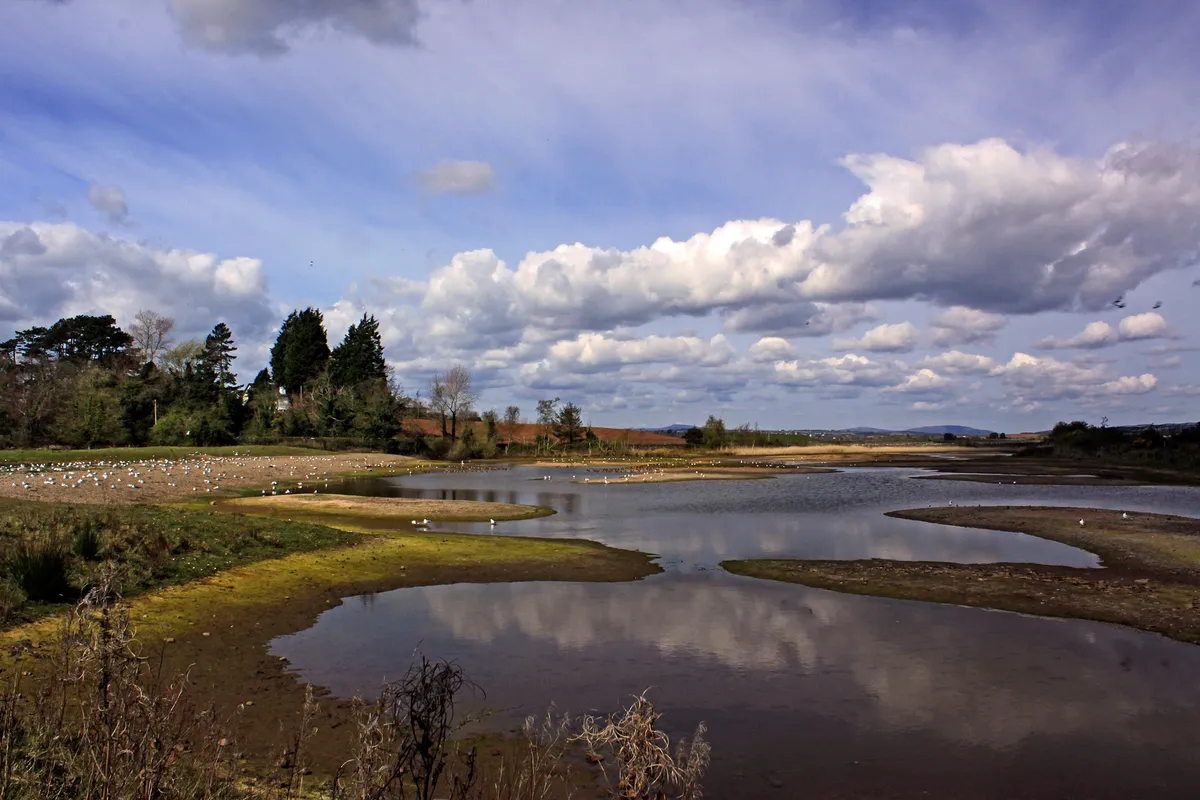 View from the viewpoint at Castle Espie looking towards the saltmarsh