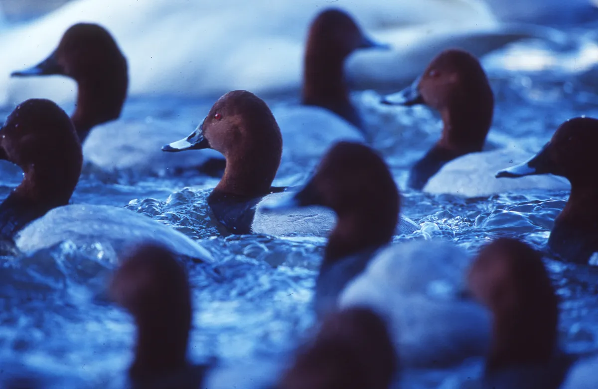 Close up of a flock of Common Pochard