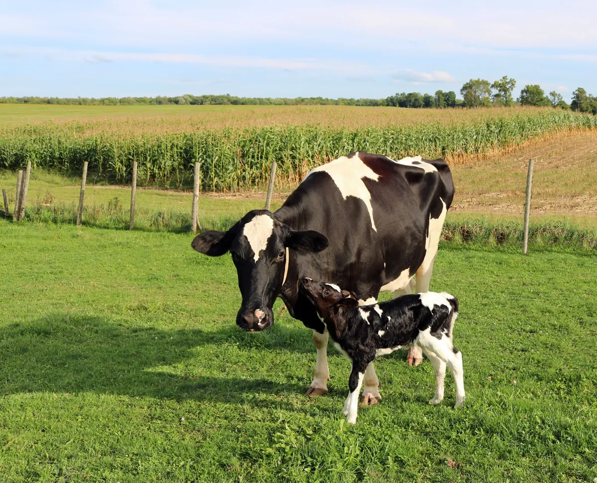 Cow with a newborn calf
