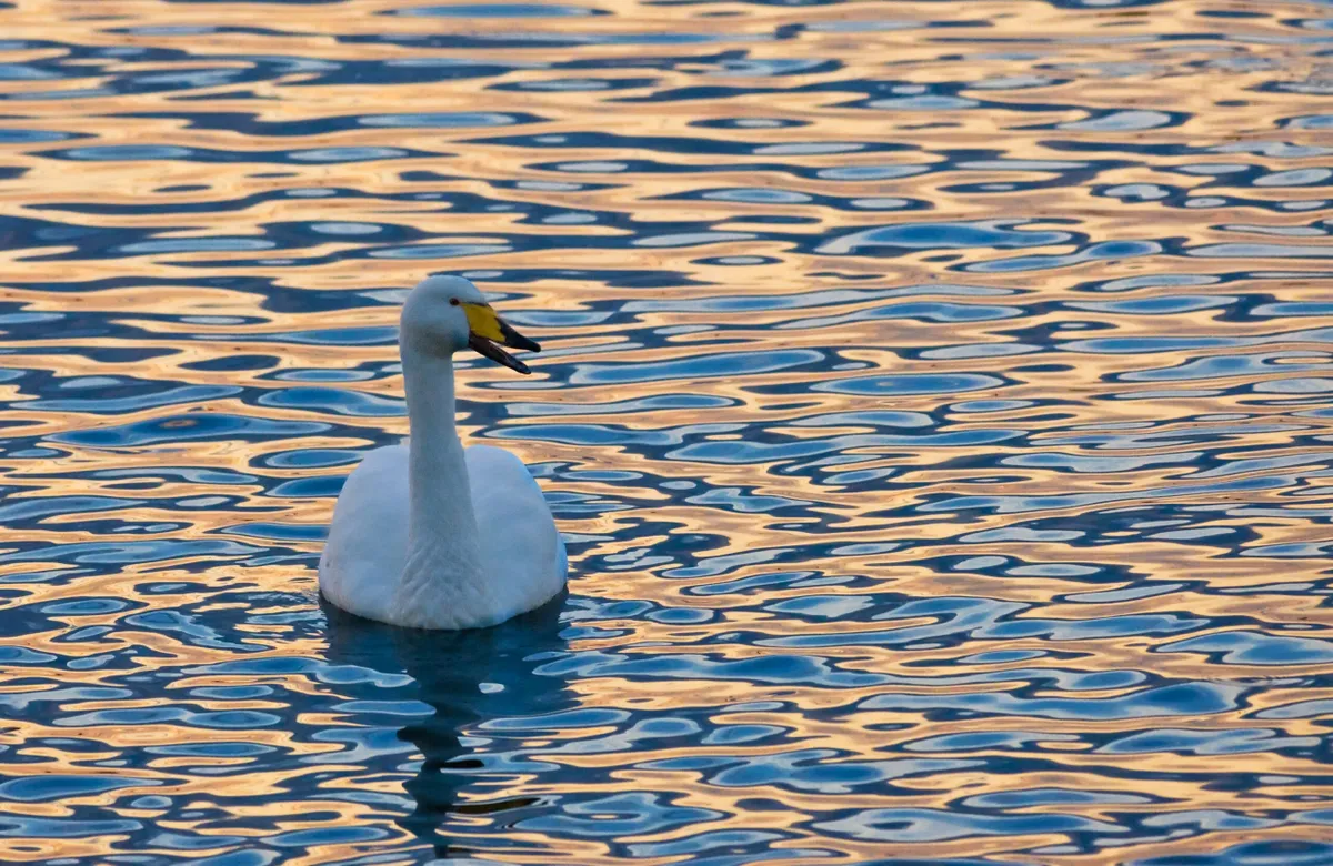 A whooper swan swimming on a pond near the Ouse washes