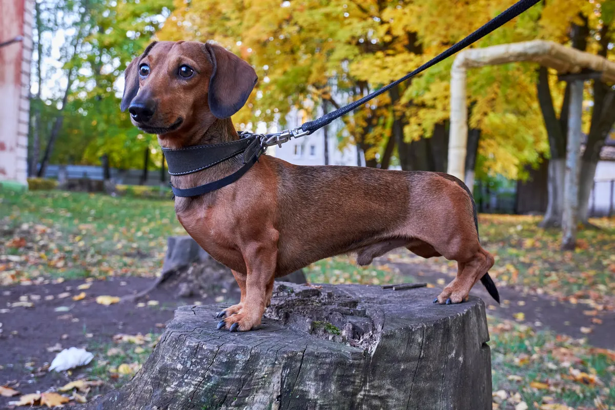 Miniature smooth haired dachshund
