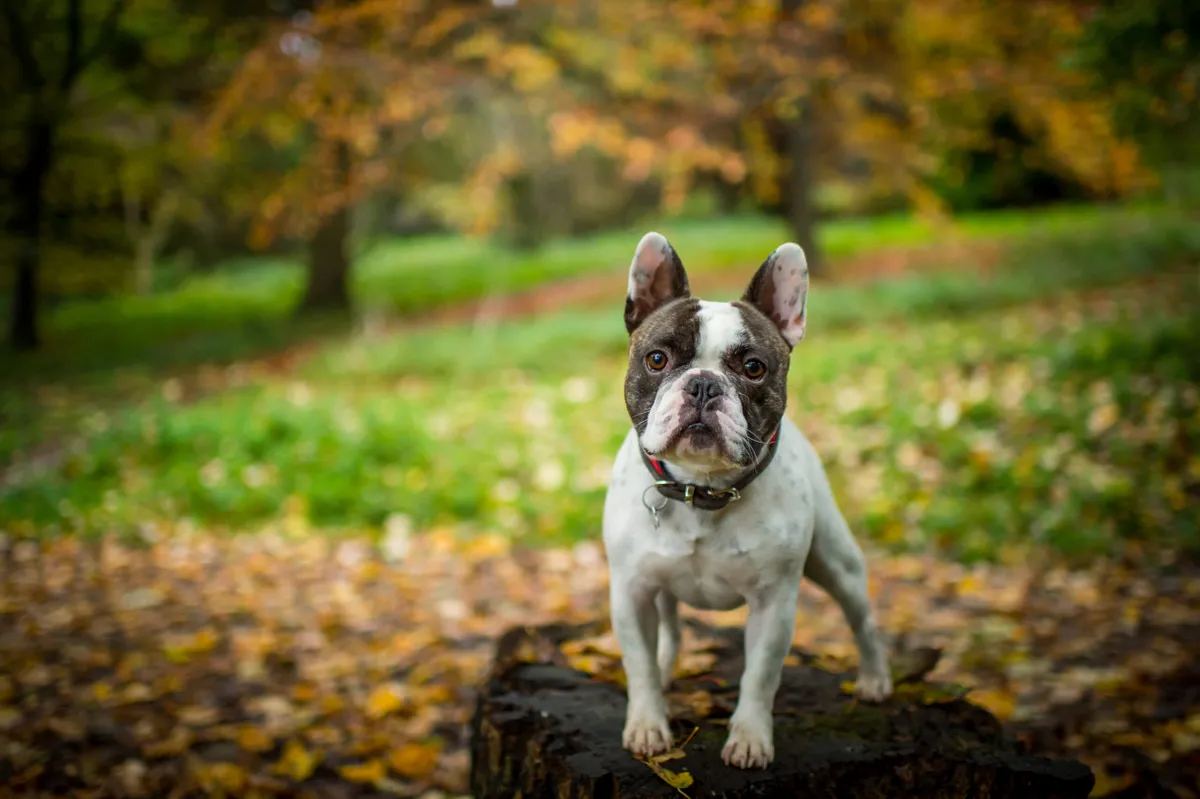 A French Bulldog standing in an Autumnal setting