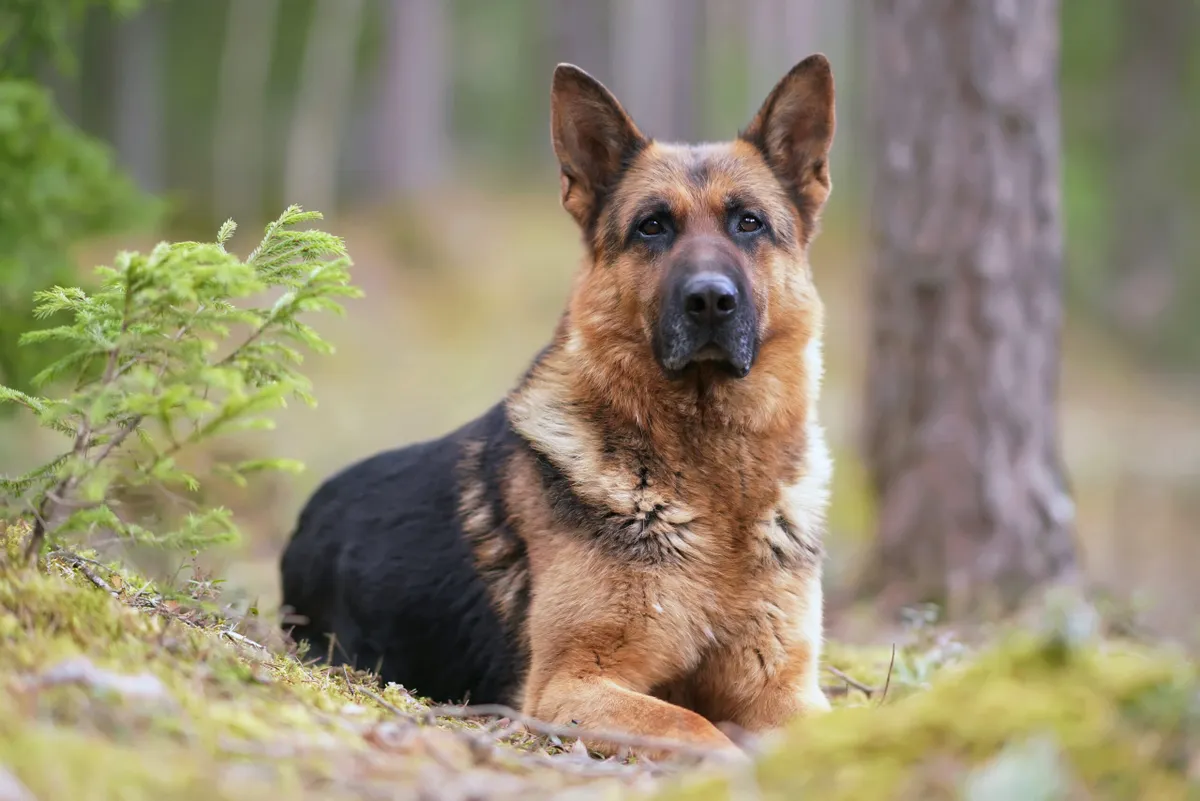 Black and tan German Shepherd dog posing outdoors in a forest lying down on a ground in spring
