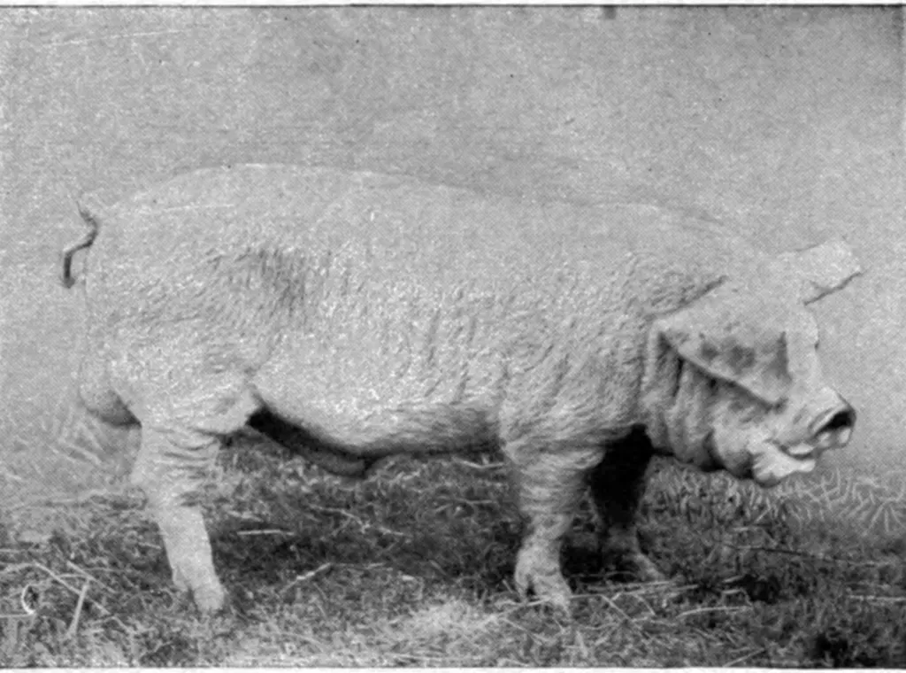 Lincolnshire Curly pig