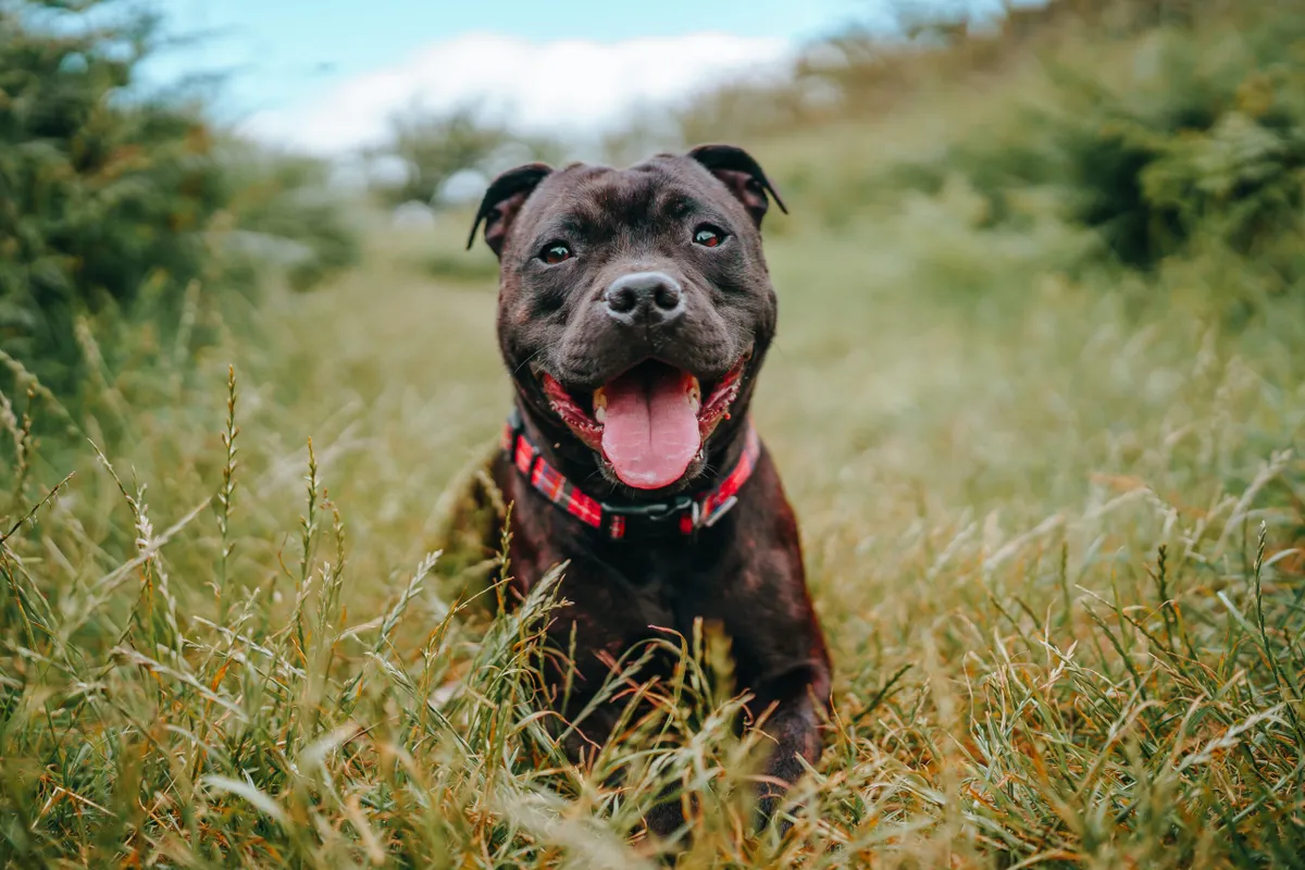 Portrait of staffordshire Bull Terrier sticking out tongue while standing on grassy field