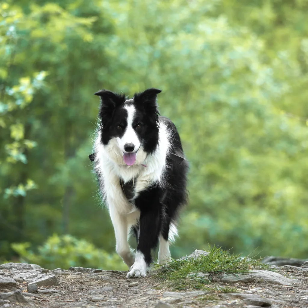 A border collie photographed while hiking in the mountains