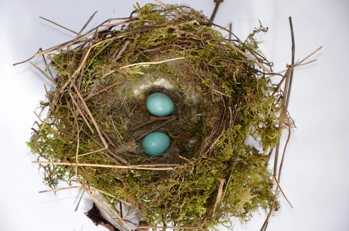 Dunnock Bird Nest and Blue Eggs