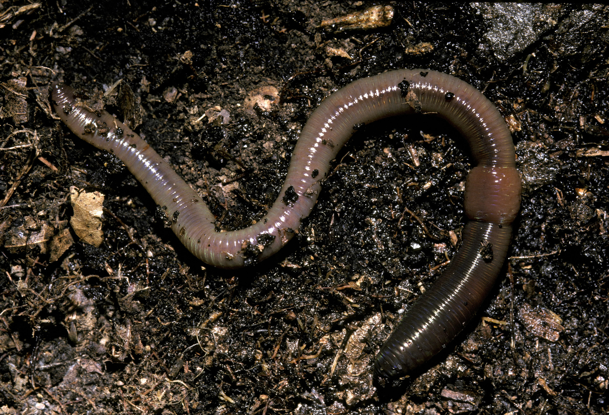All you need to know about earthworms, including why they are so good for  our soil 