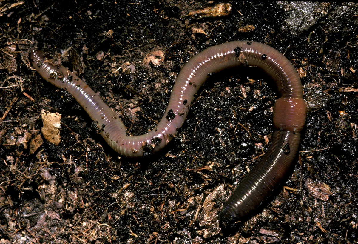 Earthworm facts