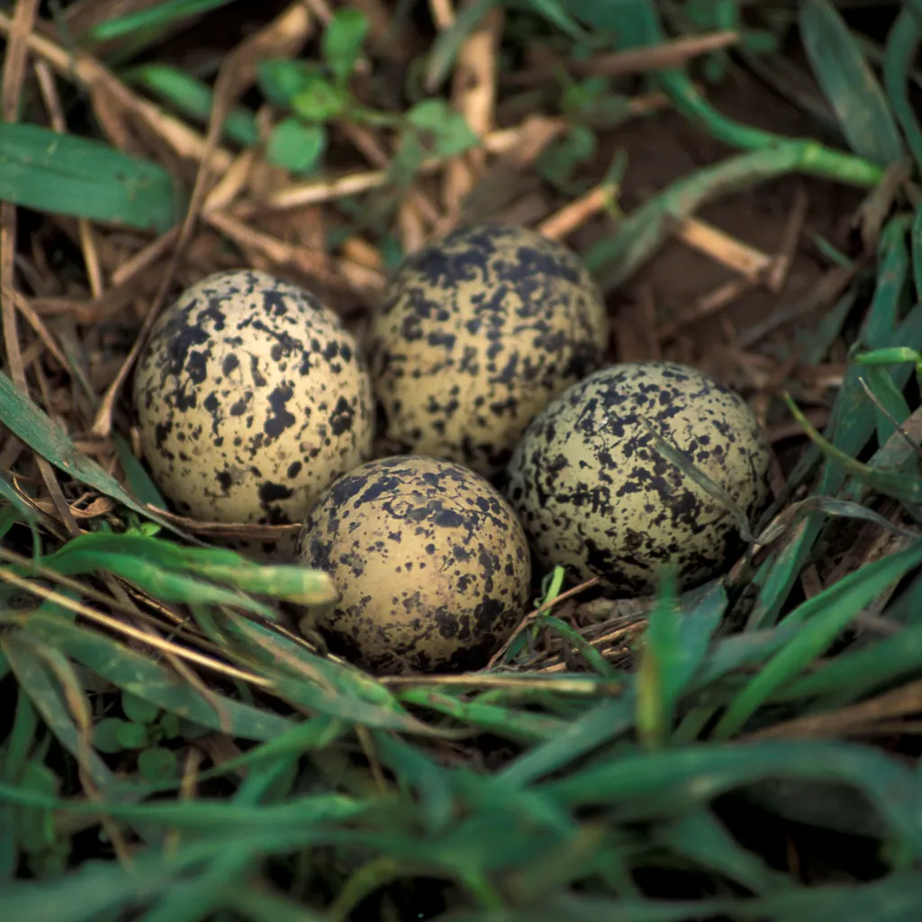 Lapwing eggs