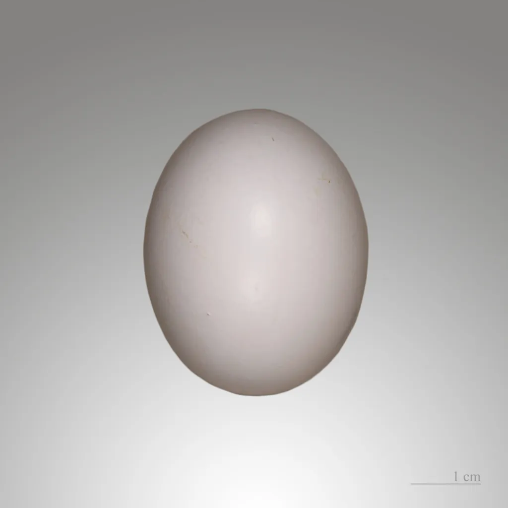 Woodpigeon egg