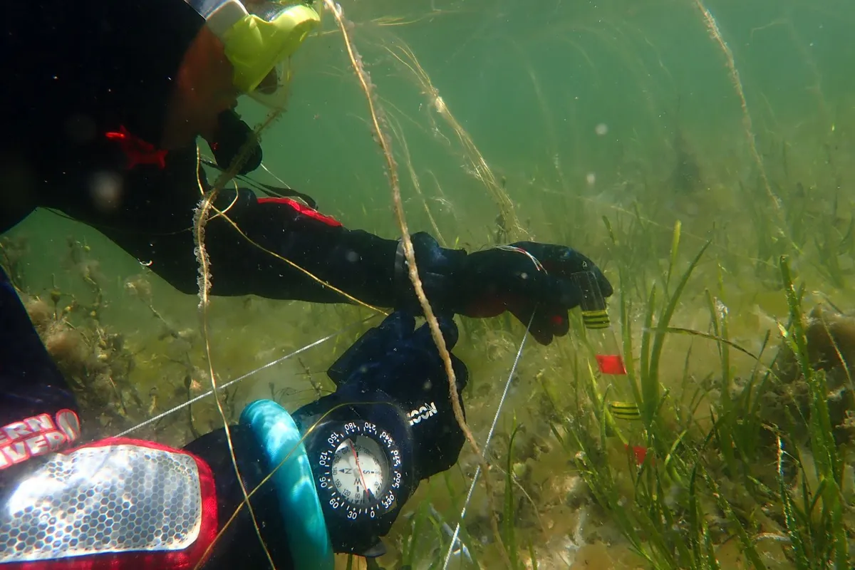 Collecting data on seagrass health