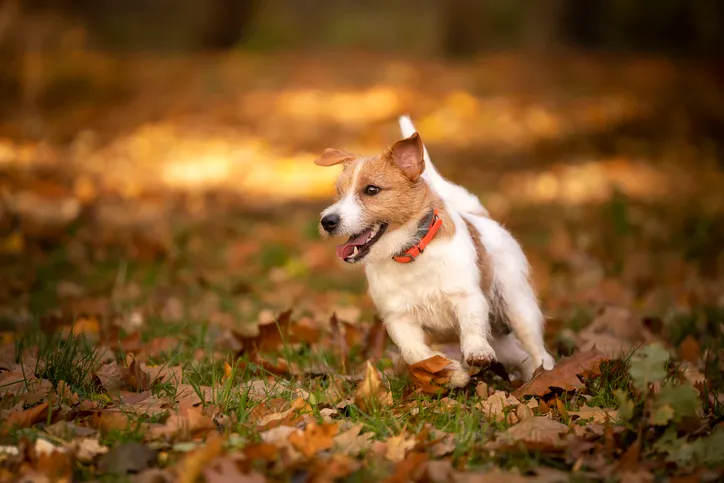 Jack russell terrier dog