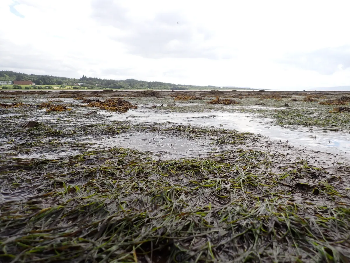 Seagrass exposed at low tide