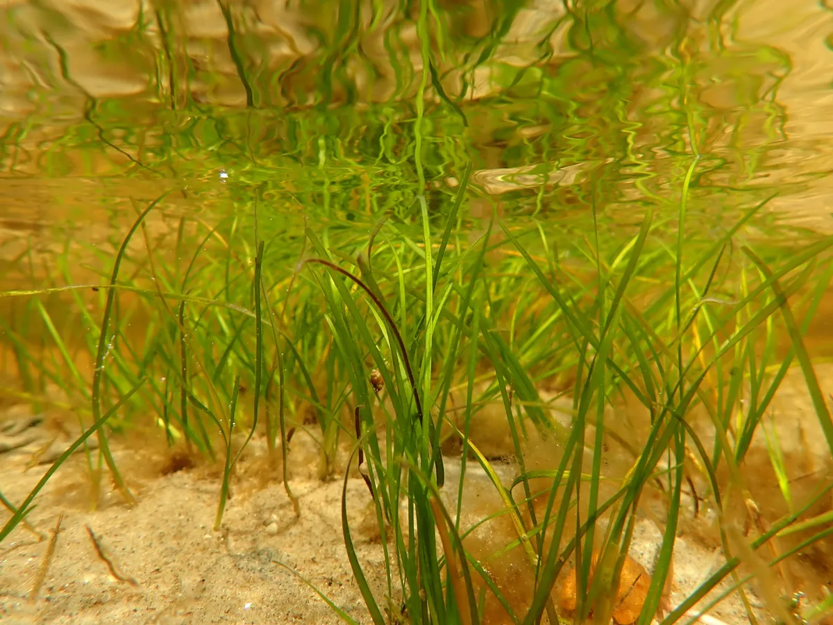 Seagrass in shallow water 