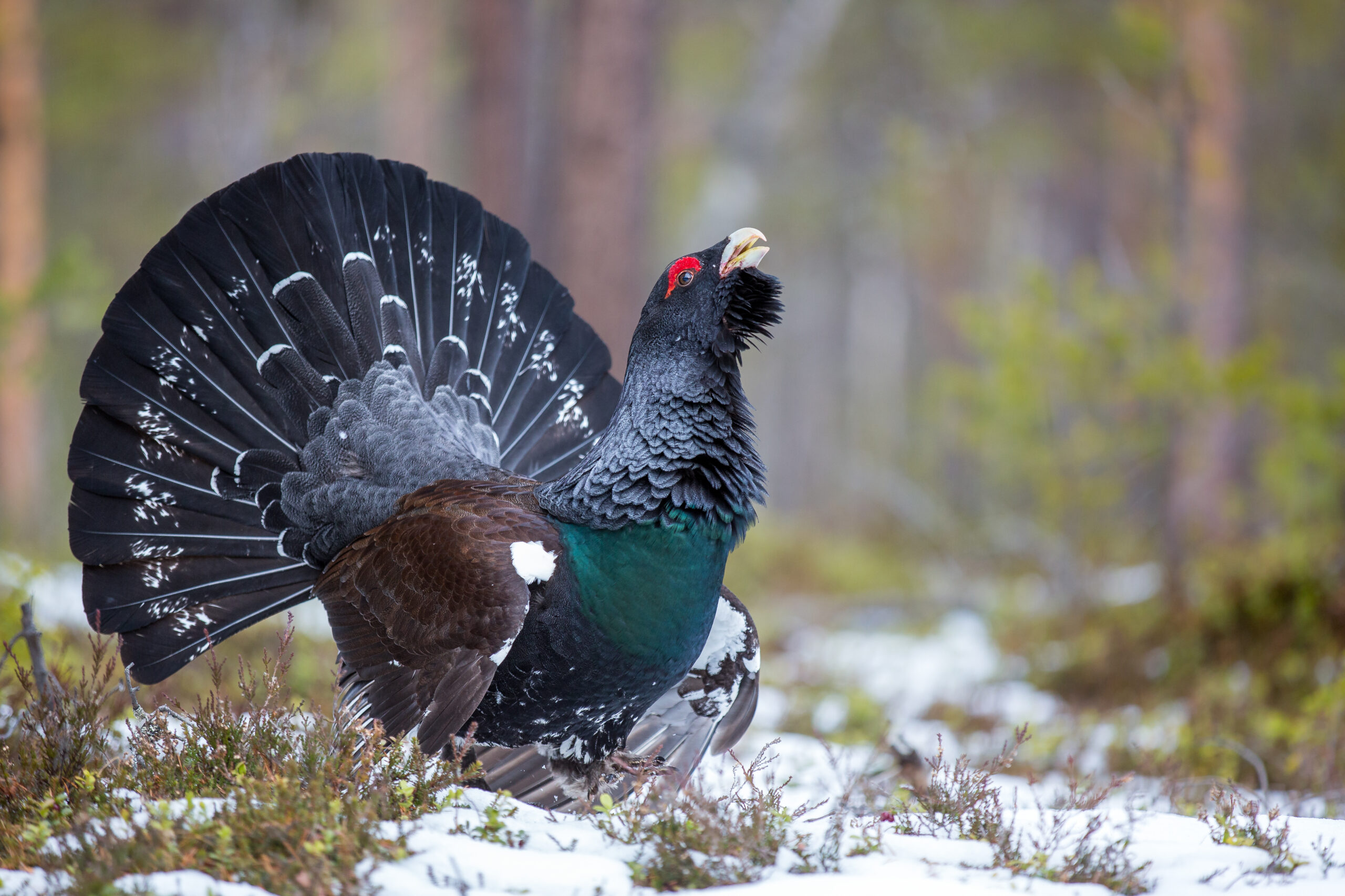 Highland whodunnit: something is killing the capercaillie, that swaggering, iconic bird of Scotland