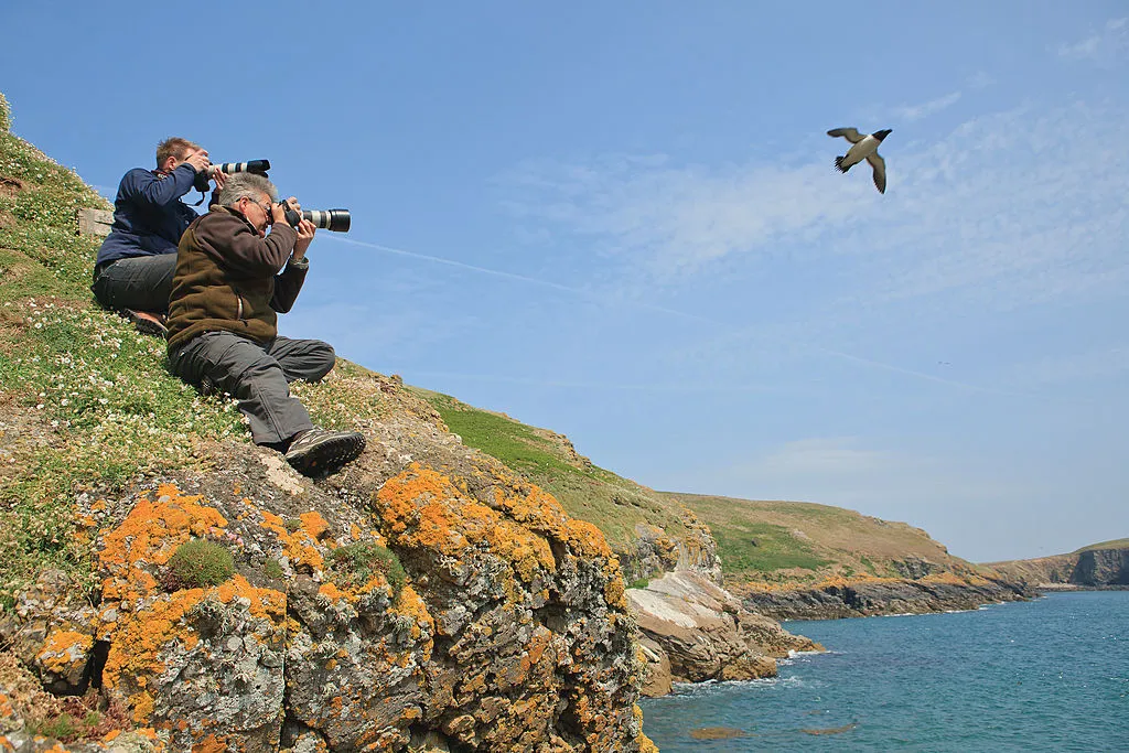 Two wildlife photographers taking pictures of seabirds on the cliffs of Skomer Island off the Welsh coast