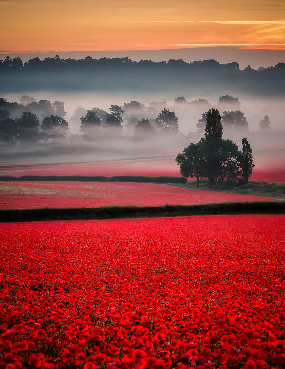 A brilliantly red sea of poppies