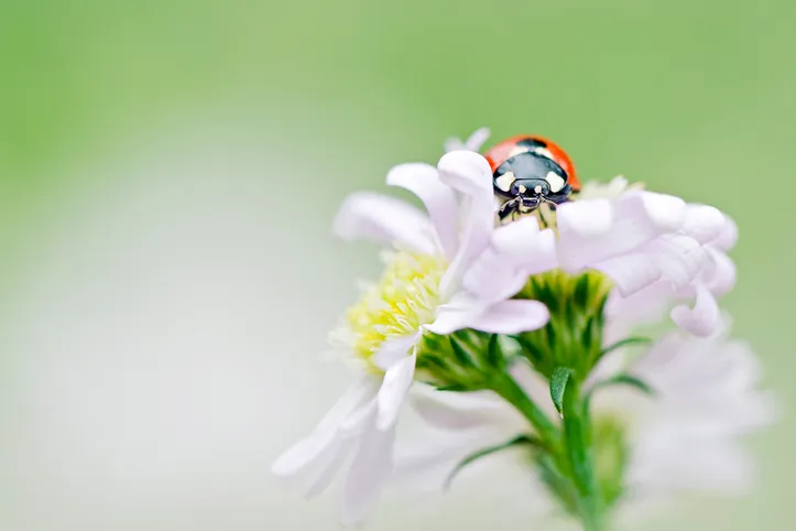 Seven spot ladybird