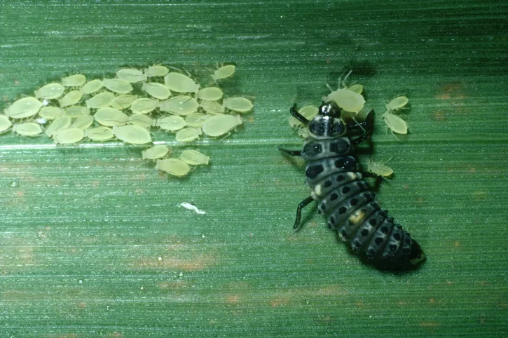Seven spot ladybird larvae